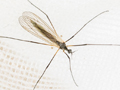 Tricyphona immaculata